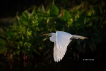 Ardea-alba;Breeding-Plumage;Egret;Flying-Bird;Great-Egret;Photography;action;act